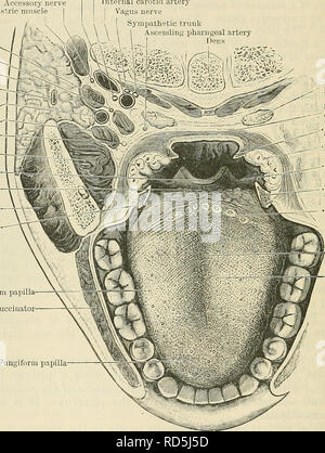 . Cunningham il libro di testo di anatomia. Anatomia. 1134 il sistema digestivo. e rivestito di altri, dal frontalino. Lo strato di rivestimento è particolarmente noto come scudo parotideomasseterica (A.T. parotidei scudo) e sia di esso e lo strato di rivestimento sono derivate dalla profonda scudo cervicale, che divide per racchiudere il premistoppa. Il parotideo-masseteric scudo è collegato, sulla superficie, sopra al zygoma ; posteriormente, al condotto uditivo e il margine anteriore della sterno-mastoide; di seguito, è continuo con il profondo scudo cervicale, ed anteriormente essa passa al di sopra del massetere e si fonde con il fas Foto Stock