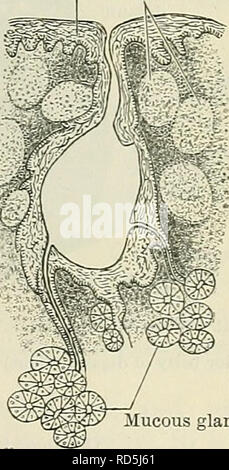 . Cunningham il libro di testo di anatomia. Anatomia. Noduli di epitelio tessuto linfatico setto Transversus linguae Longitudinalis inferiore. Ghiandole mucose Fig. 893.-A, trasversale e B, sezione verticale longitudinale attraverso la linguetta (Krause) ; C, un follicolo linfa dalla parte posteriore op la linguetta. (Macalister, leggermente modificata.) il styloglossus, e seguito dal longitudinales inferiores. Questa corteccia circonda una centrale o porzione midollare, diviso in due metà laterali dal setto e formata in gran parte da trasversale e fibre verticali, e anche da parte delle fibre di genio- ARGO Foto Stock