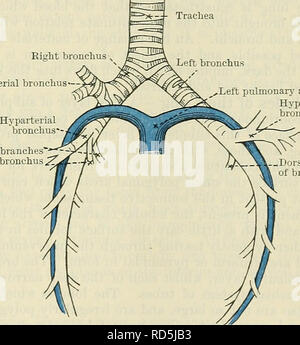 . Cunningham il libro di testo di anatomia. Anatomia. Il processo di boot del polmone. 1097 otto bronco arteria polmonare occupa una posizione diversa sui due lati, in relazione alle principali o parte indivisa del bronco. Sul lato destro è posizionato al di sotto di esso, mentre sul lato sinistro si attraversa il Bronco e occupa un elevato livello di radice polmonare. Le due vene polmonari su entrambi i lati si trovano a un livello inferiore nella radice del polmone di arteria polmonare e nei bronchi, mentre il superiore di due vene occupa un piano ventrale di alla arteria polmonare (Figg. 870 e 871). La distribuzione di t Foto Stock