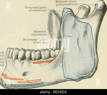 . Cunningham il libro di testo di anatomia. Anatomia. Muscoli di MASTICATIOK 455 temporale (parte di inserimento) esterno ptery- goid (inserimento). M. triangularis (origine) M. quadratus (labii inferioris) (origine) M. mentalis (origine) Platysma Av"e= (inserimento) Fig. 403.-Muscle-Attachments all'aspetto laterale della mandibola. rivolta verso il basso e indietro verso l'angolo della mandibola; le fibre più profonde sono orientati in senso verticale verso il basso. Il muscolo viene inserito dal carnoso e fibre tendinee entro la superficie laterale dei Ramus e angolo della mandibola e il processo coronoid (Fig. 403). T Foto Stock