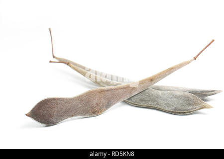 Asciugare il glicine baccelli contenenti i semi estratti da una pianta di glicine in North West England Regno Unito GB. Fotografato su sfondo bianco Foto Stock