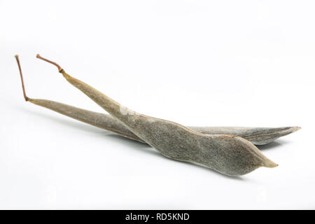 Asciugare il glicine baccelli contenenti i semi estratti da una pianta di glicine in North West England Regno Unito GB. Fotografato su sfondo bianco Foto Stock