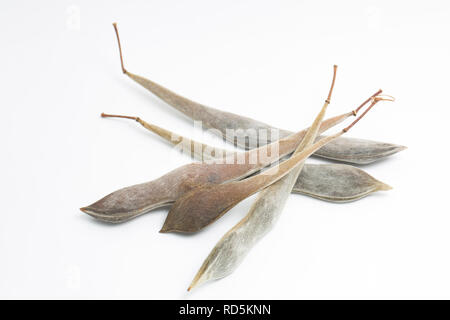 Asciugare il glicine baccelli contenenti i semi estratti da una pianta di glicine in North West England Regno Unito GB. Fotografato su sfondo bianco Foto Stock