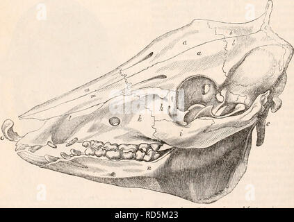 . Il encyclopaedia - Wikizionario di anatomia e fisiologia. Anatomia e fisiologia; Zoologia. Cranio di r/n lettere come nella figura 465. Fig. 469.. Cranio di un youm) Cinghiale, Sus scrofa, annunziando la osteologia "J il cranio e la faccia. Si prega di notare che queste immagini vengono estratte dalla pagina sottoposta a scansione di immagini che possono essere state migliorate digitalmente per la leggibilità - Colorazione e aspetto di queste illustrazioni potrebbero non perfettamente assomigliano al lavoro originale. Todd, Robert Bentley, 1809-1860. Londra, Sherwood, Gilbert, e Piper Foto Stock