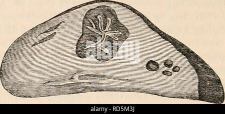 . Il encyclopaedia - Wikizionario di anatomia e fisiologia. Anatomia e fisiologia; Zoologia. 566 utero e le sue appendici. posizione ha l'aspetto di un tessuto che è in uno stato basso di vitalità. È probabile che la presenza di questo strato entro il follicolo è stata la causa della maggior parte delle divergenze di opinione che sono ex- isted sia per quanto riguarda la sede e la natura della porzione gialla del follicolo di preg- Nancy. Sembra sia stato assunto, con- fuori un ulteriore esame da parte di molti che hanno scritto su questo argomento, che lo stemma Ultimo descritto è uno dei cappotti originariamente com- ponendo il Gr Foto Stock