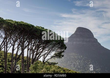 Testa di leone crogiolarsi nel tardo pomeriggio di sole visto dalla Città del Capo Stazione della Funivia bassa (Sud Africa) Foto Stock