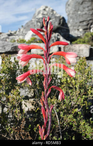 Watsonia Tabularis fioritura sulla cima della montagna della tavola di Città del Capo in Sud Africa Foto Stock