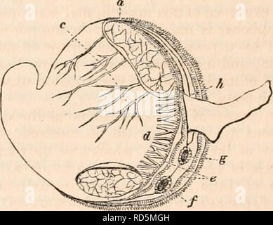 . Il encyclopaedia - Wikizionario di anatomia e fisiologia. Anatomia e fisiologia; Zoologia. Ciglia contrattile ingrandite. distribuito alcune ai bordi del mantello e gli altri alla tentacula con cui esso è orlata. L insieme di queste parti sono estremamente retrattile, e sono dotati di tali sensi- bilità che il minimo contatto è percepito, come si evince dalla loro contrazione istantanea. Zoologi hanno approfittato di alcune modifiche in i lobi del mantello per stabilire divisioni nelle loro metodico organizza- zioni del conchifera. Questo mezzi artificiali è abbastanza conveniente, inasm Foto Stock