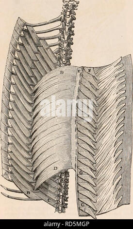 . Il encyclopaedia - Wikizionario di anatomia e fisiologia. Anatomia e fisiologia; Zoologia. 282 REPTILIA. metà della sua lunghezza. Questo muscolo è descritto da Sir Everard Home* come essendo in Boa constrictor divisa in due, una porzione superiore e una porzione inferiore ; ma in altre specie, nonostante un lieve linea di demarcazione può essere rilevata una tale divisione è scarsamente ammissibile. Da nervature di serpenti fasci muscolari- Fig. 203.. Un interno l^isualizzare dei muscoli u-HIC/mi spostare le nervature in Boa Constrictor. Un UN, i muscoli che passano dalla cartilagine alla cartilagine di varie nervature ; B B, di un gruppo di muscoli che passano f Foto Stock