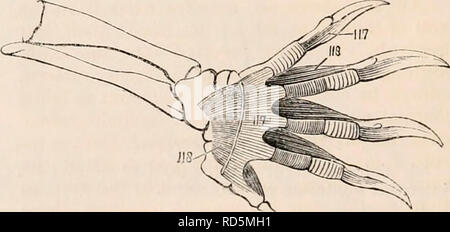 . Il encyclopaedia - Wikizionario di anatomia e fisiologia. Anatomia e fisiologia; Zoologia. Miologia della tartaruga. {Dopo Bojamts.) 119, tibiale posticus; 120, interosseus cruris ; 122, interossei digitorum pedis dorsales; 123,- terossei digitorum pedis plantares. il quale è parzialmente inserito nell'os calcis, e in parte nella fascia plantare. Questo muscolo è dalla sua posizione di un adduttore del piede. Il tibiale anticus conserva la sua ordinaria re- relazioni ; ma il tibiale posticus corre da senza entro e il suo tendine si perde nella fascia plantare. Le dita del Chelonians non avente più di f Foto Stock