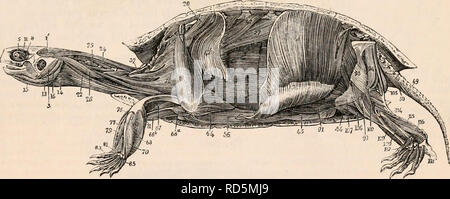 . Il encyclopaedia - Wikizionario di anatomia e fisiologia. Anatomia e fisiologia; Zoologia. Miologia della tartaruga. 12, palpebralis, rappresentando il muscolo orbicularis dell'occhio; 23, splenius capitis; 24, biventer cervicis; 33, transversalis cervicis ; 35, spinalis cervicis; 40, obliquus addominali; 41, 41a, 4lb, transversus addominali; 42, un muscolo pensato da Bojanus per essere analogo al diaframma; 45, adducens pelvim; 46, abducens pelvim; 47, caudse estensori; 48, candaa flessore lateralis; 49-51, flexores caudae, inferiore, lumbalis et obturatorius; 53, sphincter cloacae; 58, latissimus dorsi; 110, peroueus. Foto Stock