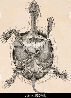 . Il encyclopaedia - Wikizionario di anatomia e fisiologia. Anatomia e fisiologia; Zoologia. 276 REPTILIA. Fie. 192.. Miologia della tartaruga. 1, temporalis ; 2, pterygoideus; 3, digastrico mascella? ; 14, omohyoideus; 16, hyomaxillaris; 17, genioglosso ; 18, hyoglossus ; 22, sternomastoideus ; 26, trachelomastoideus ; 27, retrahens capitis collique ; 28, longus colli; 47, estensore caudie ; 48, caudse flessore lateralis ; 49, caucUe flessore inferiori; 58, latissimus dorsi; 59, subclavius; 64, subscapularis; 6Oa, 65c, tricipiti brachii; 70, prof flessore'undis; 73, ulnaris interims; 74, ulnaris externus; 76, radialis ex Foto Stock