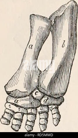 . Il encyclopaedia - Wikizionario di anatomia e fisiologia. Anatomia e fisiologia; Zoologia. 268 REPTILIA. corta e larga ; gli altri sono tutti lunghi e sottili. Il dito mignolo ha solo due pha- langes e non è più lungo del pollice, in modo che tutta la mano ha una forma appuntita. Il pollice e il dito indice hanno solo la loro ultima falange armata con un chiodo. In terra tartarughe {fig, 181.), itisneces- Fig. 181.. -Estremità anteriore della tartaruga. sario ammettere che ci sono solo due falangi di ciascun dito, oppure di supporre, sia che l'ultima fila di ossa carpale è che vogliono o che il metacarpo bo Foto Stock