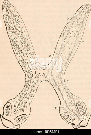 . Il encyclopaedia - Wikizionario di anatomia e fisiologia. Anatomia e fisiologia; Zoologia. 654 circolazione. mosing navi. La maggiore di parti di longi- tudinal navi sono state osservate per contratto e dilatare; ma né un regolare circolazione progressiva, né una connessione di livello vascolare con qualsiasi distinte del sistema respiratorio è ancora stata rilevata. Entosoa.-In Entozoa, organi di circuiti- lazione alquanto simili a quelli appena menzionati nel Planariae sono state trovate da Bojanus e Mehlis nel Distoma e Tristoma e da Nordmann* in quelle notevole piccola Entozoa che abitano la camera acquosa di t Foto Stock