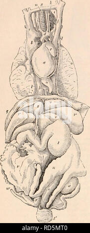 . Il encyclopaedia - Wikizionario di anatomia e fisiologia. Anatomia e fisiologia; Zoologia. 3BS MONOTREMATA. Fig. 187.. Toracica e visceri addominali, Ornithorhynchus. (Meckel.) Echidna è sprovvisto di denti; ma il palato è armato con sei o sette righe trasversali di forte, Sharp, ma breve retroverted spine. La lingua è lunga e sottile come nella vera formichieri ; il suo dorso è largo e piatto, ottusa e assediata con disco papilla, e gli insetti sono sicuramente schiacciati e lacerato tra l?e e la pa'atal spine. Come, come sempre, il cibo subisce meno la comminuzione in bocca di questo Monotreme rispetto a Foto Stock