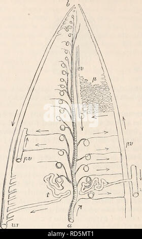 . Il encyclopaedia - Wikizionario di anatomia e fisiologia. Anatomia e fisiologia; Zoologia. 250 REN. zione di sangue nel ciuffo rispetto a quanto si verifica pro- bably in qualsiasi altra parte del sistema vascolare ; un ritardo che deve essere aumentata da tor- tuosity dei canali per essere attraversata. L'altro sistema di capillari o che circonda i tubi uriniferous, corret- sponds, in ogni importante rispetto, con che investono la secrezione di canali di altre ghiandole. Le sue navi anastomose con la massima libera- dom su ogni lato e giacciono sul profondo sur- faccia della membrana che fornisce la secrezione. Il sig. Bowman ha applicato Foto Stock