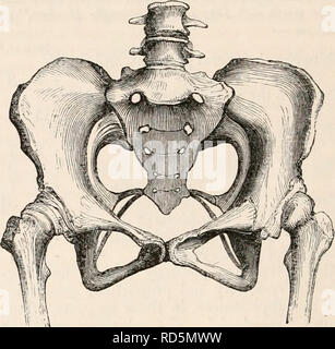 . Il encyclopaedia - Wikizionario di anatomia e fisiologia. Anatomia e fisiologia; Zoologia. 180 bacino. era a soli 4 metri di altezza, e che non aveva mai camminato né menstruated, sacro e ossa innominate erano collegate da solo di cartilagine, ma sinfisi ischio-pubica erano rami uniti. Esso pre- rappresentavano, in dimensione così come forma, le caratte- teristics di quella di un bambino di sei o sette anni. Il coniugato di diametro è stato maggiore rispetto alla trasversale, l'ilio-linea pectineal poco curvo, e la cavità a forma di imbuto, sub-angolo pubico essendo solo 3(H°. Le ossa non erano traballanti. Gli organi di generazione, sia interna sia esterna Foto Stock