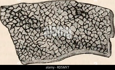 . Il encyclopaedia - Wikizionario di anatomia e fisiologia. Anatomia e fisiologia; Zoologia. REN. 237 presentando un irregolare superficie granulare. In un campione iniettato ci si vede lo scat- strate attraverso la sostanza corticale, in ogni sua parte, salvo che in prossimità della superficie dell'organo, numerosi minuti granuli rosso; questi organismi sono stati nominati dopo gli illustri ana- tomist chi le ha scoperte, i corpi Malpighian del rene. La grande massa della sostanza corticale è composta di secernere tubuli, la cui esistenza è stata per la prima volta dimostrato chiaramente da Ferrein; quindi essi sono stati chiamati i tubi del FER Foto Stock