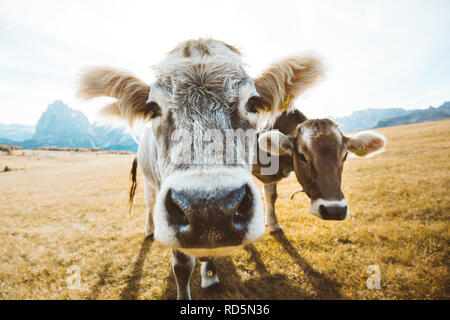 Funny ampio angolo di vista ingrandita di vacche su prati alpini fissando nella fotocamera, Alpe di Siusi Alto Adige - Italia Foto Stock