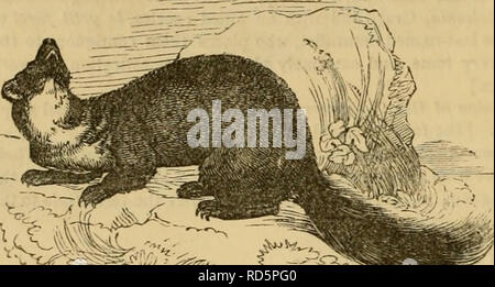 . Cuvier il regno animale : disposti secondo la sua organizzazione. Animali. MAMMALIA.. ^^':x^i^^-^fm-^;- Fig. 27.-La martora. Ci sono molte specie, tre dei quali abitano in Gran Bretagna :-Tlie Fitchet donnola o Polecat, di cui il Ferret sembra essere una varietà addomesticata* ; l'ermellino, o Ermellino, che nei paesi di freddo (e talvolta anche nel sud della Gran Bretagna) diventa bianco puro in inverno, tranne che alla fine della sua coda, che continua sempre nero ; e la Donnola comune, di dimensioni ridotte, che prede principalmente su topi e altri piccoli animali dannosi per la agricul- tui-ist. Si tratta di un cur Foto Stock