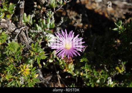 Impianto di ghiaccio (delosperma) fioritura sulla cima della montagna della tavola di Città del Capo in Sud Africa Foto Stock