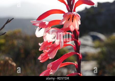 Watsonia Tabularis fioritura sulla cima della montagna della tavola di Città del Capo in Sud Africa Foto Stock