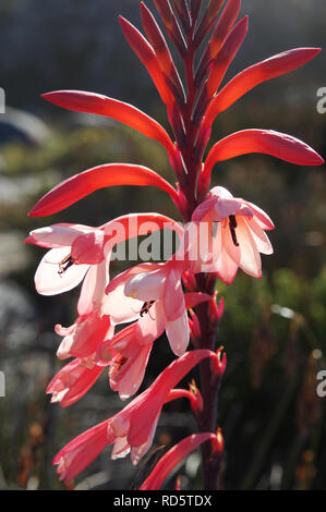 Watsonia Tabularis fioritura sulla cima della montagna della tavola di Città del Capo in Sud Africa Foto Stock