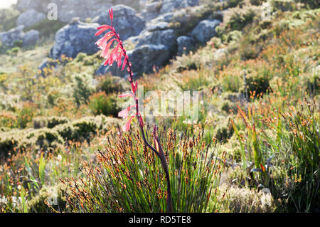 Watsonia Tabularis fioritura sulla cima della montagna della tavola di Città del Capo in Sud Africa Foto Stock