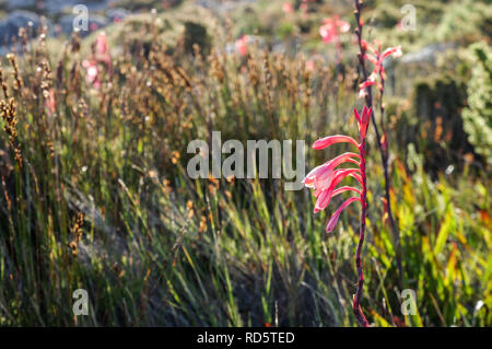 Watsonia Tabularis fioritura sulla cima della montagna della tavola di Città del Capo in Sud Africa Foto Stock