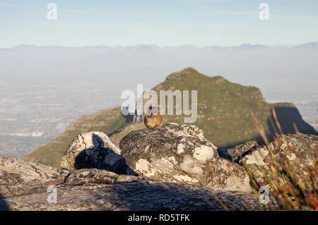 Rock Hyrax in posa di fronte a Devil's Peak sulla cima della montagna della tavola di Città del Capo in Sud Africa Foto Stock