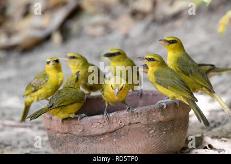 Tessitore dagli occhiali (Ploceus nigricollis) Foto Stock