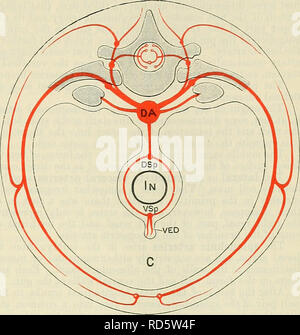 . Cunningham il libro di testo di anatomia. Anatomia. Le arterie segmentale e loro anastomosi. 1045. rami del somatiche arterie segmentale persistono come la mammaria interna e superiore ed inferiore arterie epigastrico. La scarti laterali dei rami ventrali sono rappresentati dalle arterie cutanee che accompagnano il laterale rami cutanei dei nervi spinali e il ramo laterale del settimo somatiche arteria intersegmental costituisce la maggior parte del gambo arteriosa dell'arto superiore. Il post-costale e post-trans- versetto anastomosi di solito scompaiono nella cassa toracica e lombare Foto Stock