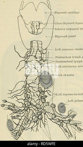 . Cunningham il libro di testo di anatomia. Anatomia. 1012 il sistema vascolare. Cartilagine âThyreoid Crico-legamento thyreoid â laringea inferiore i vasi linfatici -Thyreoid premistoppa â sinistra arteria carotide comune -II Pretracheal ghiandole linfatiche "â ¢--â - Paratracheal delle ghiandole linfatiche arteria succlavia sinistra --?sinistra epitelio tracheo-bronchiale ghiandole arteria polmonare sinistra (4) Lymphoglandulse Mediastinales Posteriores.âThe mediastinica posteriore delle ghiandole linfatiche, 8-12, giacciono lungo la parte discendente della aorta toracica e la parte toracica' dell'esofago. Essi ricevono afferents dal diaframma, il pericardio, il oesopha Foto Stock