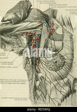 . Cunningham il libro di testo di anatomia. Anatomia. Delle GHIANDOLE LINFATICHE DEL SUPEEIOE EXTKEMITY. 1007 Ghiandole, in numero di una o due, si trovano sul lato mediale della Vena basilica, a breve distanza prossimale al epicondyle mediale dell'omero. Essi ricevono la linfa da entrambi gli aspetti e dal confine ulnare dell'avambraccio, e loro efferents pass per il profondo delle ghiandole del braccio. (2) Lymphoglandulse Cubitales Profundse.â occasionalmente piccole ghiandole sono trovate in associazione con le arterie dell'avambraccio, ma nella maggior parte dei casi la linfa dalle parti più profonde della mano e avambraccio, al di sotto della zona del gomito, Foto Stock