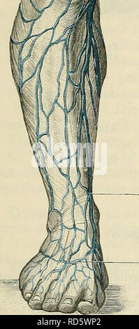 . Cunningham il libro di testo di anatomia. Anatomia. Vena grande safena. Vena grande safena dorsale arco venoso Fig. 794.- -la vena grande safena e dei suoi affluenti. dorsale vena digitale dal lato mediale dell'alluce termina nella vena grande safena e che dal lato laterale del mignolo termina nella piccola vena safena. Arcus venoso dorsalis pedis.-La dorsale arco venoso risiede nel tessuto sottocutaneo, tra la pelle e la dorsale rami digitale del peronseal superficiale. Si prega di notare che queste immagini vengono estratte dalla pagina sottoposta a scansione di immagini che possono essere state Foto Stock