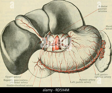 . Cunningham il libro di testo di anatomia. Anatomia. Rami viscerali OE L'aorta addominale. 929 in avanti per una distanza di circa 12 mm. (Mezzo pollice), e termina con la divisione in tre grandi settori-sinistra gastrico, epatiche, e le cellule spleniche. Relazioni.-Il corto tronco giace dietro la omental bursa, e corre in avanti sotto il tbe lobo caudato del fegato e al di sopra del bordo superiore del pancreas e la vena splenica. È circondato dal plesso celiaci del simpatico e ha il diritto di ganglio cceliac al suo lato destro e sinistro del ganglio celiaci al suo lato sinistro. Rami.-(a) Foto Stock