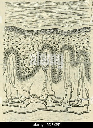 . Cunningham il libro di testo di anatomia. Anatomia. STEUCTUEE della pelle. 857 N strato corneo ^^stratum lucidum stratum granulosum Stratum mucosum stratum germinativum papilla nervoso del corium dei giunti e può essere gettato in rughe dalla contrazione del sub- muscoli cutaneo, laddove questi esistono. Per la maggior parte del corpo è liberamente mobile; ma sul cuoio capelluto e le superfici laterali del auriculae, nonché sulle palme e le suole, è vincolato basso per i tessuti sottostanti. La pelle è costituita da due strati, vale a dire: un profondo, denominata corium e una superficiale, l'epidermide ( Foto Stock