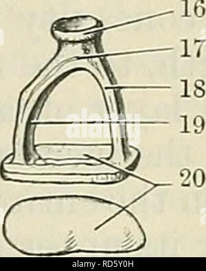 . Cunningham il libro di testo di anatomia. Anatomia. 15 d e maiale. 714.-uditiva Ossicoli dell orecchio sinistro (ingrandita di circa tre volte). Un, Incus, visto dalla parte anteriore; B, Malleus, visto da dietro ; C, Incus, e D, Malleus, visto da mediale 1. Corpo di incus, con superficie articolare per la testa di malleus. 2. Orus longum. 3. Processus lenticularis. 4. Superficie articolare per incus. 5. Testa del Malleus. 0. Collo del Malleus. aspetto; e, stapedio. 7. Processus lateralis. S. manubrio. 9. Corpo di incus. 10. Crus breve. 11. Crus longum. 12. Processus antero. 13. Testa del malleus. 14. Facet per incus. 15. Manubrio. 16. Foto Stock