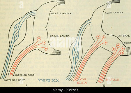 . Cunningham il libro di testo di anatomia. Anatomia. Il MOEPHOLOGY dei nervi cerebrali. '95 Ramus Thyreohyoideus.-il nervo per la thyreo-hyoid muscolo è un piccolo ramo che nasce dal nervo ipoglosso prima che passa al di sotto del mylo- hyoid muscolo. Esso scende dietro il maggiore cornu dell'osso hyoid per raggiungere il muscolo. Quando tracciata indietro questo nervo è associato con il loop fra la prima e la seconda vertebra cervicale nervi. Rami Linguales.-linguali rami del nervo ipoglosso sono distribuiti al hyoglossus, genio-hyoid e genioglosso e per tutti gli intrinseci mus Foto Stock