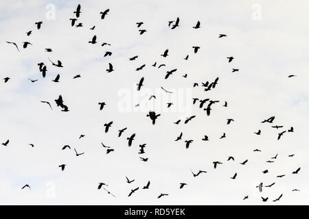 Stormo di uccelli neri che volando attraverso il cielo grigio Foto Stock