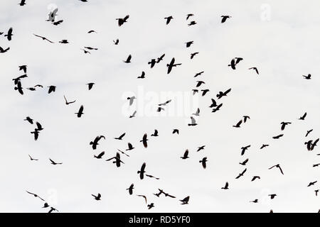 Stormo di uccelli neri che volando attraverso il cielo Foto Stock