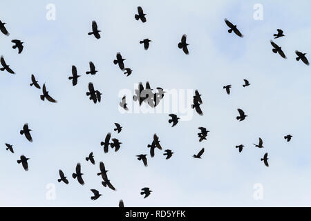 La migrazione di gregge di corvi in volo Foto Stock