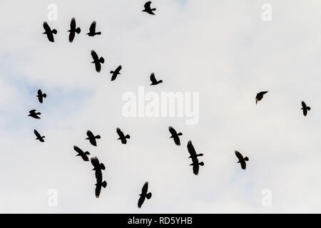Rooks volando attraverso il cielo nuvoloso Foto Stock