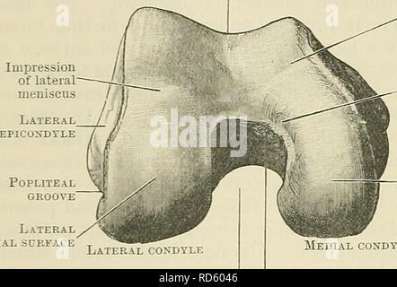 . Cunningham il libro di testo di anatomia. Anatomia. 244 OSTEOLOGIA. Superficie patellare popliteo laterale scanalatura^ superficie tibiale' impressione del menisco mediale Semilunar facet per bordo mediale della rotula in estrema flessione mediale della superficie tibiale la superficie articolare sulla estremità distale è divisibile in tre parti- che che corrisponde alla superficie distale dell'albero ed è formata dalla coalescenza delle due condili davanti; e quelli che si sovrappongono alle estremità distale e aspetti posteriore di ciascuno di questi processi. Il primo è separato da questo da due poco profonde scanalature oblique che traver Foto Stock