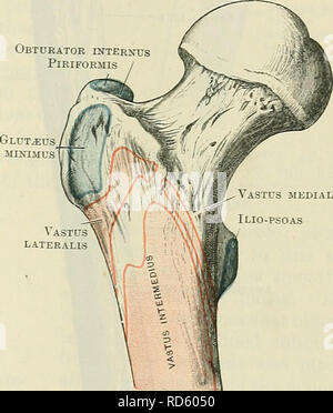 . Cunningham il libro di testo di anatomia. Anatomia. Vastus media lis Ilio-psoas epicondyle laterale condilo laterale Fig. 236.-OTTO femore visto dalla parte anteriore. medialmente e leggermente in avanti. Fig. 23/.-aspetto anteriore di prossimale por- zione delle otto femore con allegati dei muscoli tracciata nel corpo il tessuto osseo. Prossimalmente i femori sono separati dalla larghezza del bacino. Distalmente si articolano con le tibiae e rotule. In posizione militare di attenzione con le ginocchia vicino al- gether, gli alberi delle ossa della coscia occupano una posizione obliqua. Per scopi descrittivi dell'osso è Foto Stock