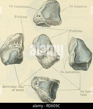 . Cunningham il libro di testo di anatomia. Anatomia. Il CAKPUS. 221 Os hamatum Pisiform dorsalmente, è rivolta in senso distale e verso il lato mediale si articola con quattro bonesâthe maggiore multangular, navicular, e capitate le ossa e la seconda metacarpale. Capitate osso (A.T. Os Magnum). ÂThis è la più grande delle ossa del carpo. Il suo palmare in superficie è ruvida e arrotondato. La porzione prossimale dell'osso forma la testa, ed è arredata con convessa faccette articolari che si inseriscono nelle cavità sulla superficie mediale del navicular e la superficie distale del os lunatum; che per questi ultimi è mediale a un Foto Stock