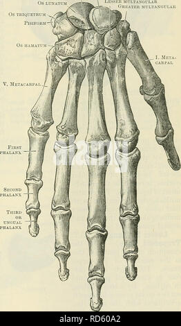 . Cunningham il libro di testo di anatomia. Anatomia. Il CAEPUS. 219 OS CAPITATCM OS LUNATUM Navicular locatario multangular ,-^j maggiore multangular OS TRIQUETRUM OS HAMATUM scavati dalla prima all'indietro, è diviso in due zone articolari, di cui il laterale è il più grande; questo è per la testa della capitate osso; mediale, strette da lato a lato, si articola con il os hamatum. La sua superficie laterale, crescentica in forma, serve per l'articolazione con la navicular, e anche per il fissaggio del interosseous legamenti che lo collegano con che osso. La sua superficie mediale del quadrilatero fo Foto Stock