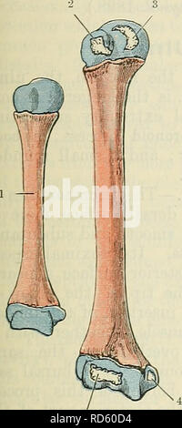 . Cunningham il libro di testo di anatomia. Anatomia. L'omero. 209 ulnare e radiale e i legamenti collaterali del giunto a gomito sono attaccati in modo prossimale alla parte mediale e laterale rispettivamente epicondyles. Il proporzionale lunghezza dell'omero all'altezza del corpo è come 1 è a 493-5 25. Nutrient meati che si sono di solito per essere visto, uno in corrispondenza di o vicino alla superficie per l'inserimento del coraco-brachialis, gli altri di solito in prossimità del bordo posteriore della tuberosità deltoidea; entrambi hanno una direzione distale. Numerose vascular meati che si sono sparse lungo la linea del collo anatomico, quelli più grandi essendo s Foto Stock