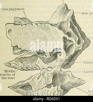 . Cunningham il libro di testo di anatomia. Anatomia. Processo a gancio Fig. 149.-sezione mostrante l'aspetto nasale di sinistra il labirinto della sinusite etmoide. Crestato galli con l osso lacrimale; mentre al di sotto, dalla sua unione con la superficie orbitale della mascella, l'aria-seni in entrambe le situazioni sono completati. Posteriormente la lamina papyracea articola con la sphenoid, e in corrispondenza della sua parte posteriore ad angolo inferiore per una distanza variabile con il processo orbitale del palato osseo, entrambi dei quali servono per chiudere in aria-cellule. L'aspetto mediale del labirinto ethmoidal visualizza il contorto conchse del n Foto Stock