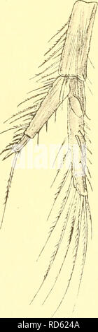 . Cumacea (Sympoda). Cumacea. Fig. 43. E. deformis (cJ; (Kroyer) (dopo la Sars). Fig. 44. E. deformis ((J) (Kroyer), uropod (dopo Sarsj. 2. E. Integra (S. I. Smith) 1879 Eudorella (?) l, S. I. Smith ui: Tr. Collegare. Ac, v.bi p. 116 Ho 1887 Eudorellopsis l, H. J. Hansen in: Vid. Meddel., ". 39 p. 201 t. 7 f. 3, 3a-d I 1893 E. l. T. Stebbing in: Int. sci. Ser., v. 74 p. 305 | 1900 E. i., G. 0. La Sars, la crosta. Norvegia, v. 3 p. 39 | 1900 E. L, Zimmer in: Fauna arctica, vA p. 420, 433. 440 Ho 1912 E. i.. Caimano in: P. U. S. Mus., u41 p. 624. Pseudorostral lobi con processo dorsale acuta, eretto vicino beh Foto Stock